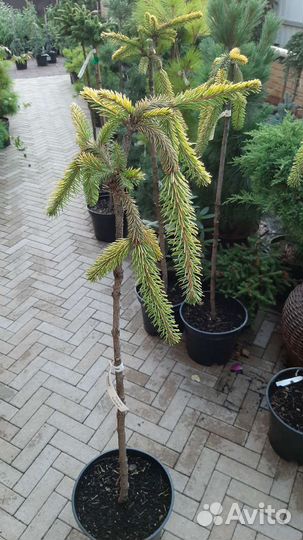 На штамбе медуза, голд дрифт, г.финч, энгельмани