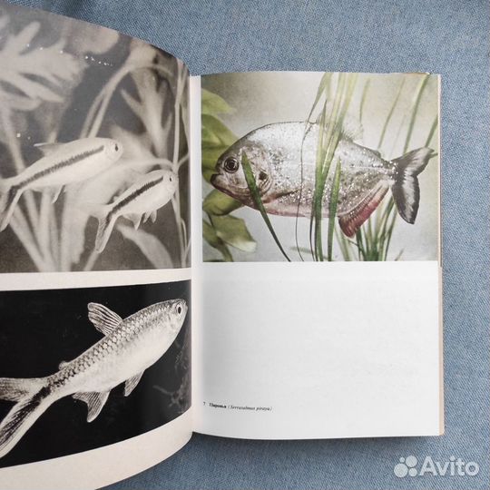 Иллюстрированная энциклопедия рыб