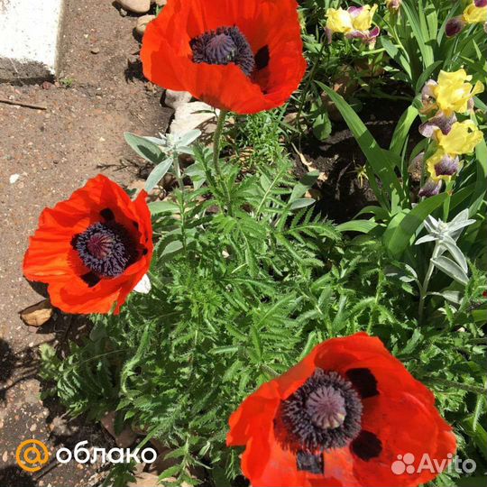 Цветы многолетники для сада