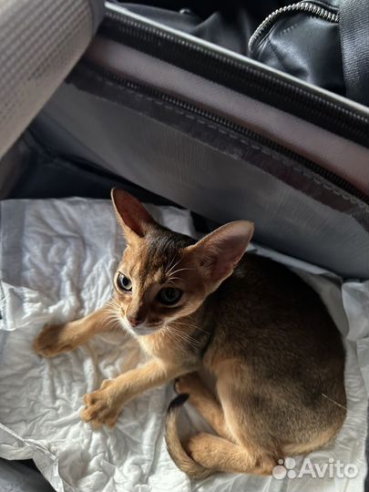 Абиссинский котёнок