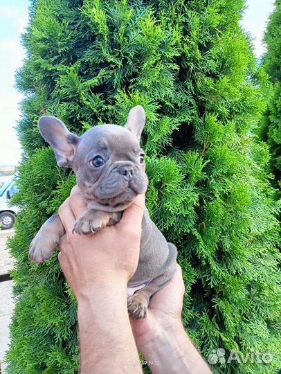 Лиловый француз мини