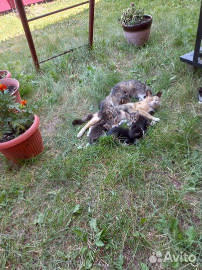 Котята в добрые руки