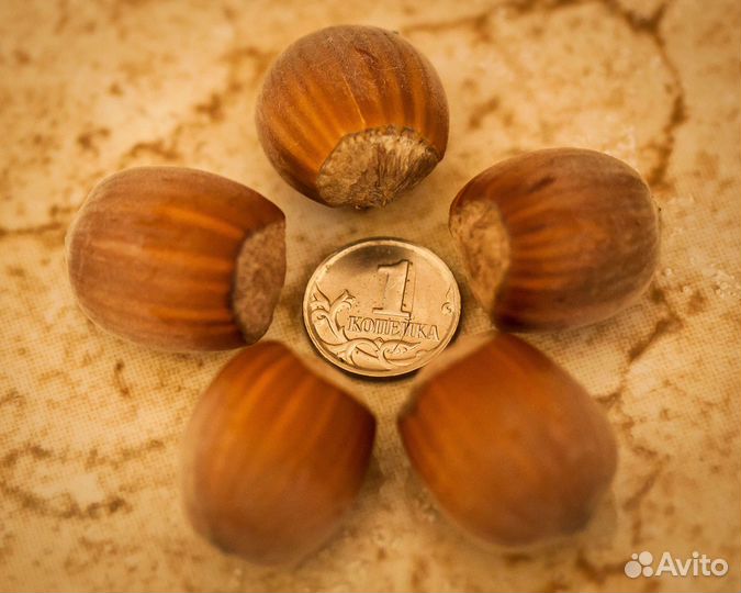 Сеянцы лещины и фундука краснолистного