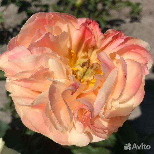 Пионы для весенней посадки. Большой выбор сортов