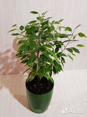 Фикус бенджамина