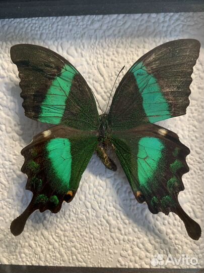 Бабочка Papilio Palinurus в рамке