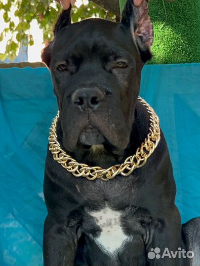 Щенки кане корсо