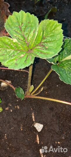 Рассада клубники