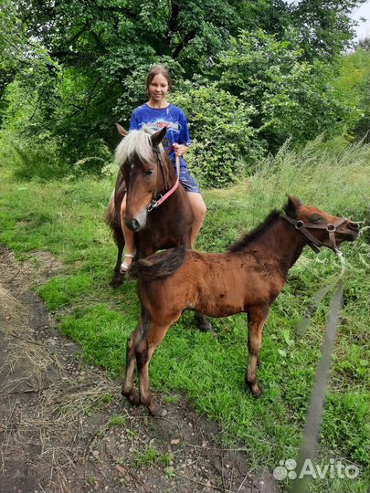 Конные прогулки и фотосессии