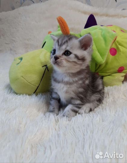 Шотландские вислоухие и прямоух котята.Есть выбор