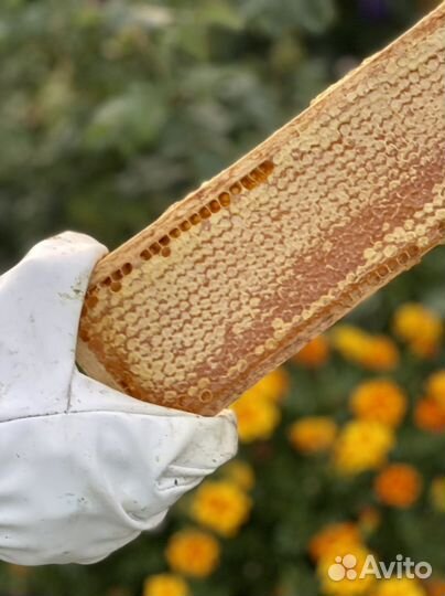 Сотовый мед / Мёд в сотах / Мед в рамке