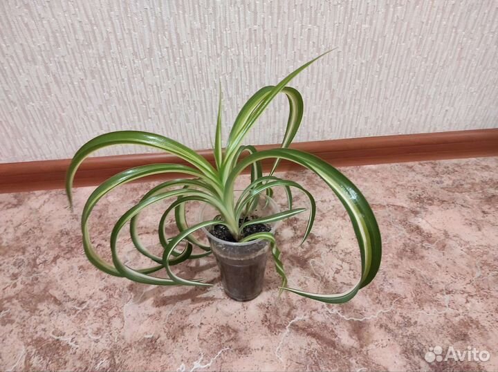 Хлорофитум кудрявый. Растение. Цветы