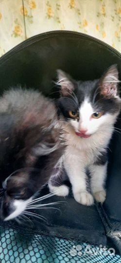 Кошки в добрые руки бесплатно