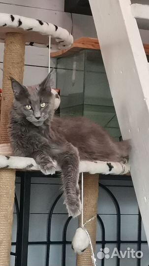 Котята мейн-кун