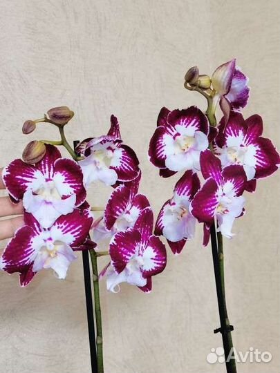 Орхидея