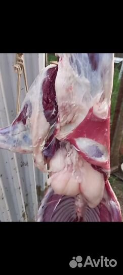 Козы на мясо