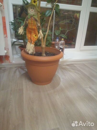 Пальма драцена