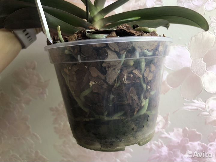 Орхидея мини