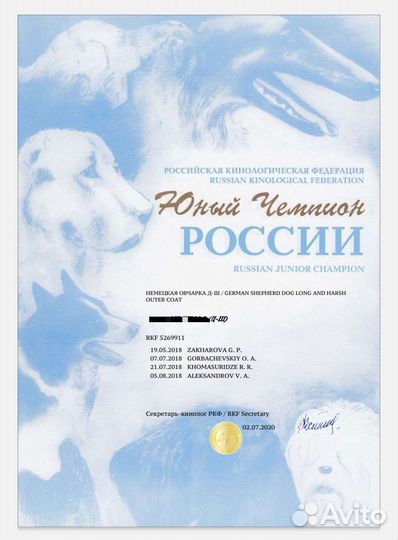 Немецкая овчарка