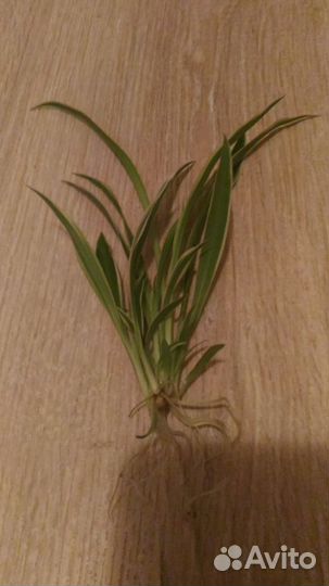 Хлорофитум