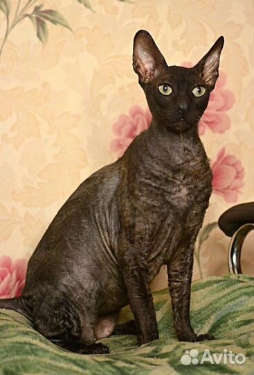 Кот сфинкс велюр