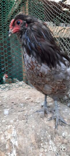 Петухи араукана, адлеровские, фавероль 6мес