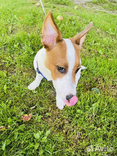 Щенок джек рассел терьер