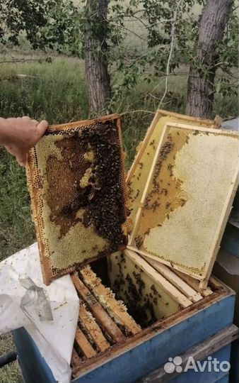 Мед натуральный