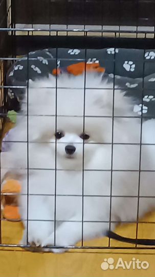 Померанский шпиц мини белый