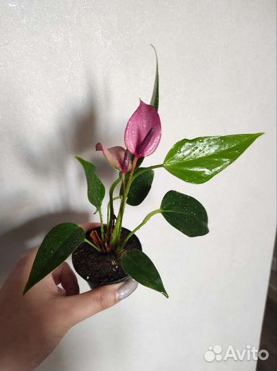 Антуриум зизу