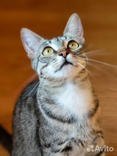 Молодая кошечка в добрые руки