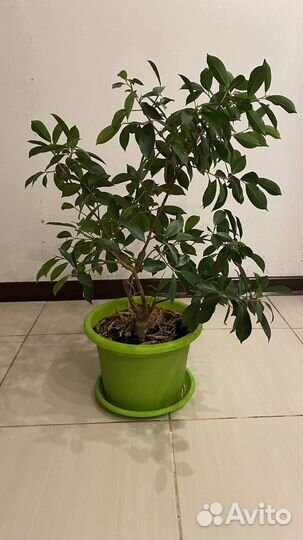 Фикус микрокарпа