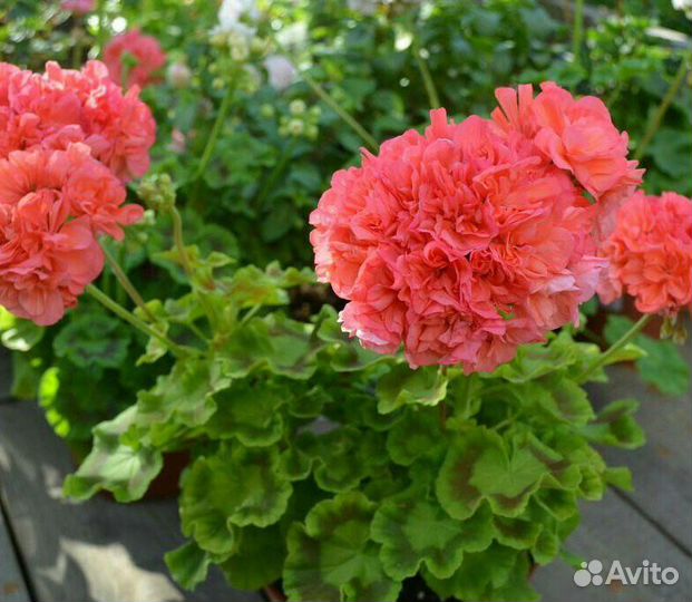 Пеларгонии коллекционные, укорененные черенки