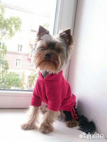 Вязка йоркширский терьер