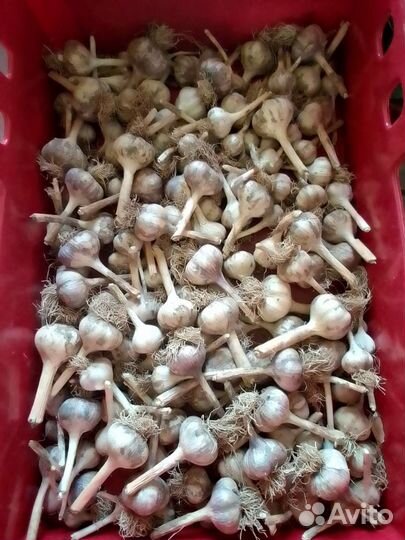 Зелень, овощи со своего огорода