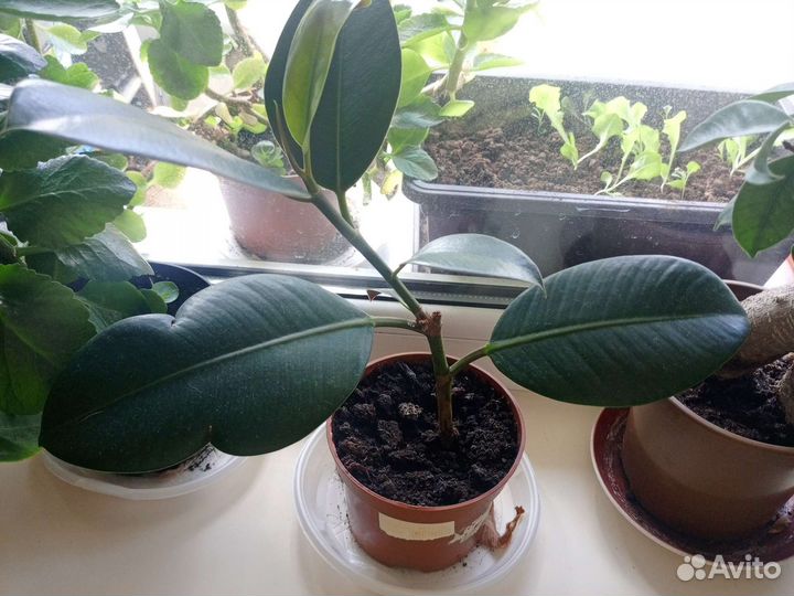 Фикус детка