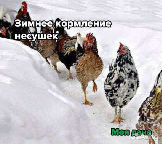 Куры несушки