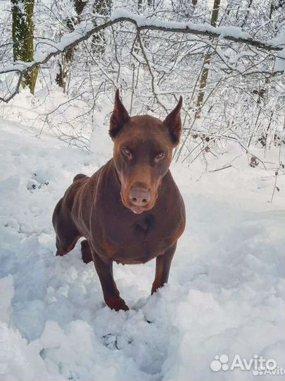 Вязка доберман