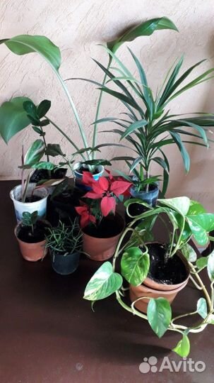 Комнатные растения