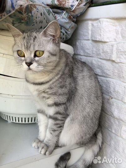 Шотландская кошка