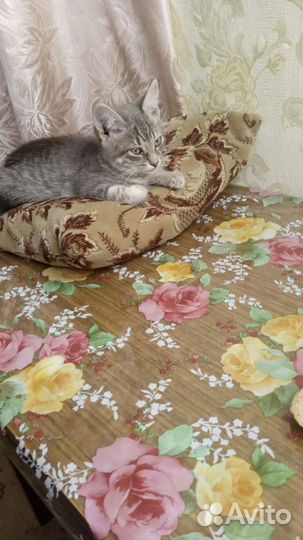 Кошка в дар бесплатно