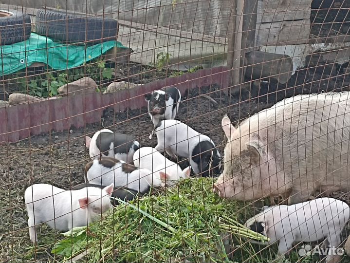 Вьетнамские поросята