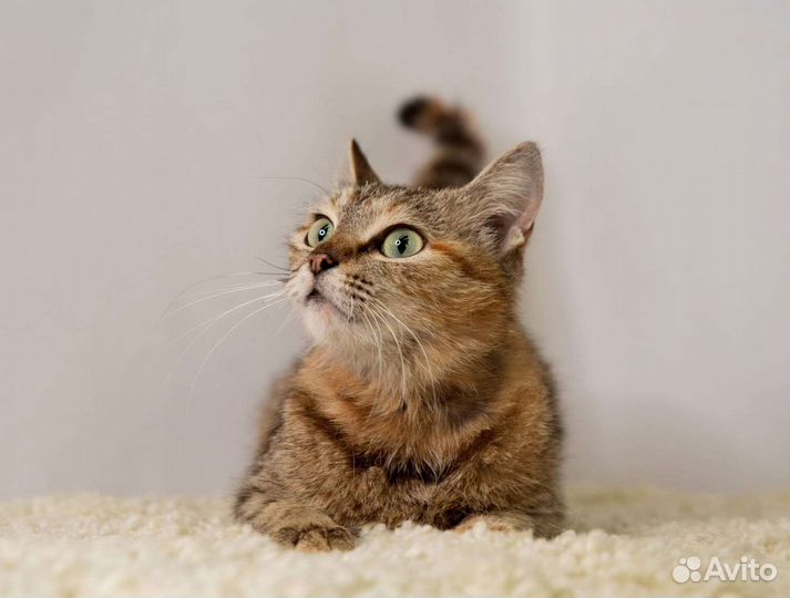 Молодая кошечка в добрые руки