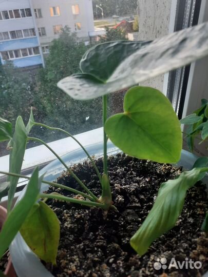 Антуриом и спатифиллум, алоэ