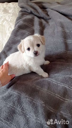 Щенки чихуахуа