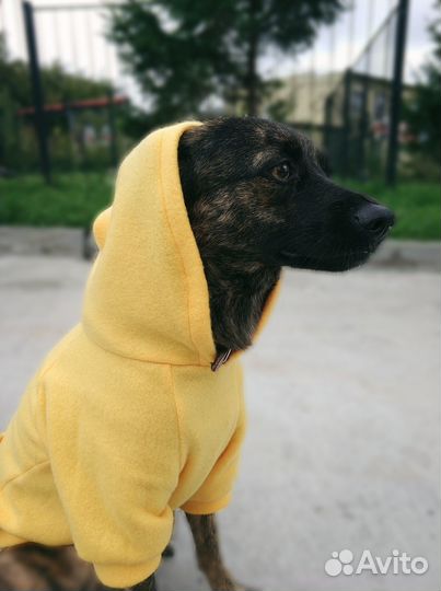 Одежда для животных на заказ