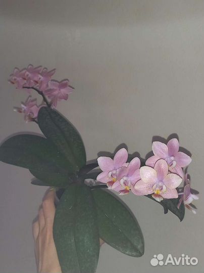 Орхидея парфюмерная фабрика Одорион