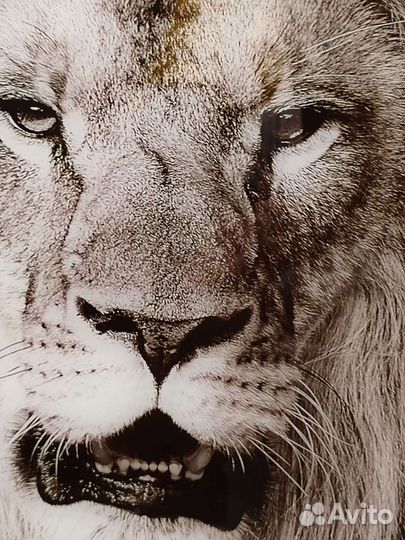 Картина на стекле Лев