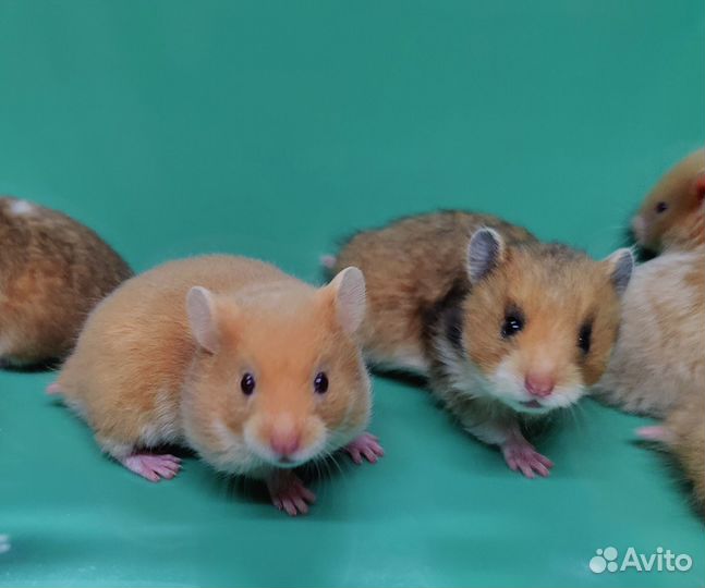 Сирийские Ангорские Хомяки Медвежата Плюшевые