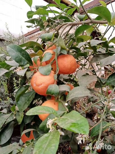 Лимон растения